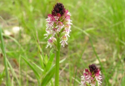 Orchis ustulata