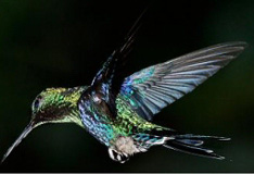 COLIBRI'