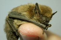 PIPISTRELLO NANO