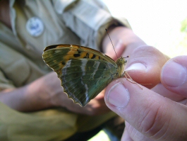 ARGYNNIS PAPHIA