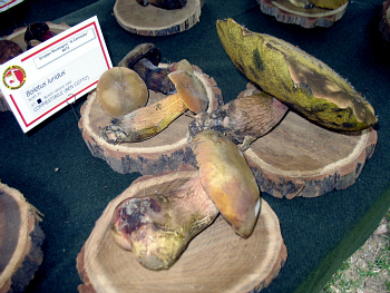 BOLETUS LURIDUS TROVATO A VILLA PAOLINA