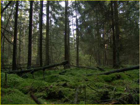 BOSCO VICINO A BIBERACH