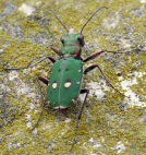 CICINDELA